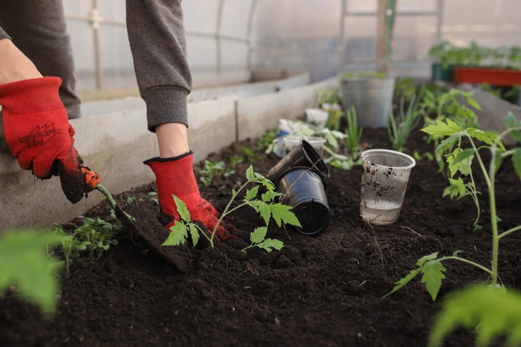 greenhouse, planting, nature, flower wallpaper, flower background, spring, beds, beautiful flowers, woman, girl, seedlings, tomatoes, plants, peppers, pots, earth, black soil, garden, vegetable garden, shovel, flowers, vegetables, fruits, home, young, boring, greenhouse, greenhouse, garden, garden, garden, vegetable garden, vegetable garden, vegetable garden, vegetable garden, vegetable garden