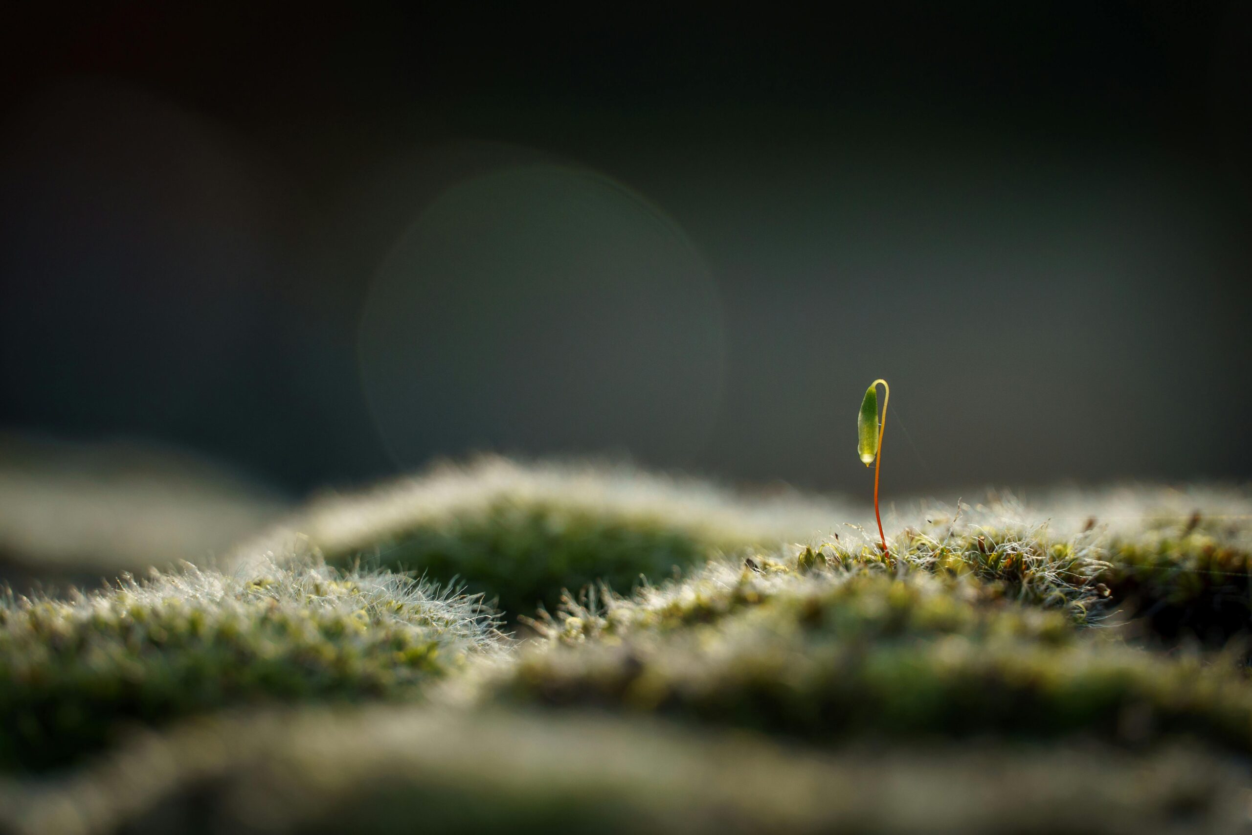 Close-up of a small seedling sprouting from moss, symbolizing new growth and vitality.